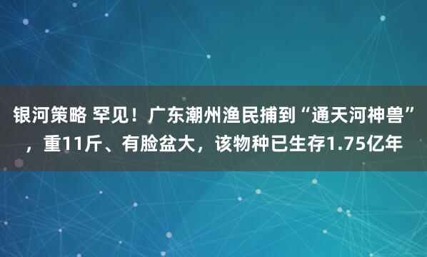 银河策略 罕见！广东潮州渔民捕到“通天河神兽”，重11斤、有脸盆大，该物种已生存1.75亿年
